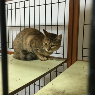 ♪成猫です、茶トラの里親様を探しています♪