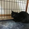 ♪成猫です、クロネコの里親様を探しています♪