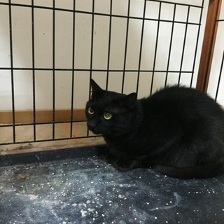 ♪成猫です、クロネコの里親様を探しています♪