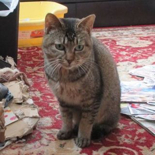 かわいそうな捨て猫を保護しています！里親急募