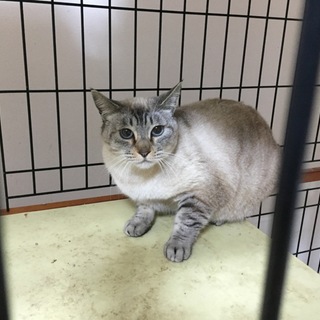 ♪成猫です、里親様を探しています♪