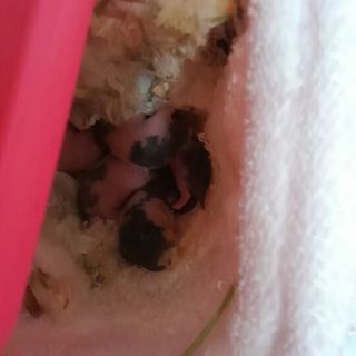 里親決定♪ゴールデン赤ちゃん