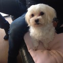 マルチーズ６歳くらい♂
