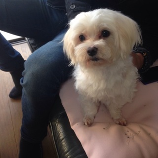 マルチーズ６歳くらい♂