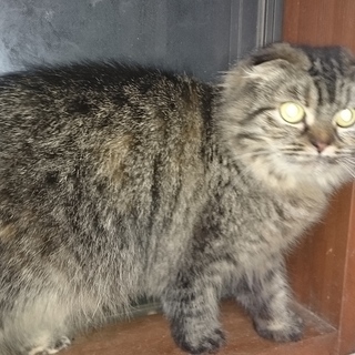 マンチカン脚長で耳折れの女の子