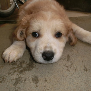 家族にアイーン