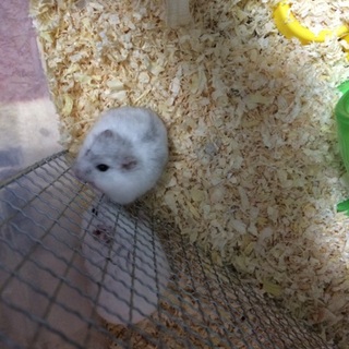 プディング、パールホワイトハムスターの里親募集！