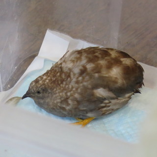 姫うずら　オス