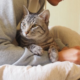 キジトラ♂ 推定1歳 人懐こく優しい猫ちゃんです