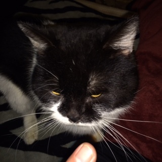 ７歳の立ち耳スコティッシュフォールドの男の子。