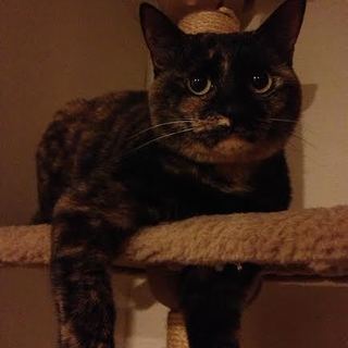 サビ猫鍵しっぽの女の子です。おなかもふもふ