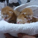 生まれたばかりの赤ちゃん猫です。