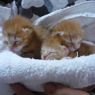 生まれたばかりの赤ちゃん猫です。