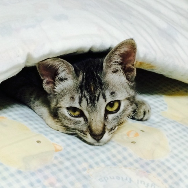 sweet821のカバー写真