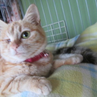 茶トラ姉妹の小麦ちゃん４～５か月位