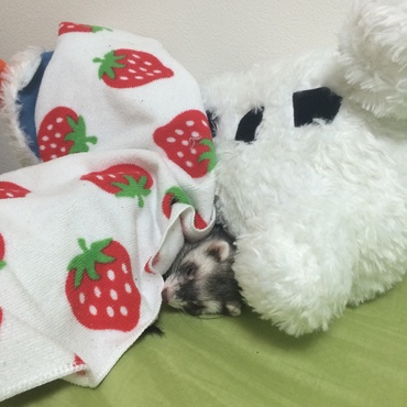 オラフと一緒に寝るメリィちゃん