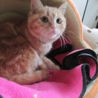 茶トラ姉妹のきなこちゃん４～５か月位