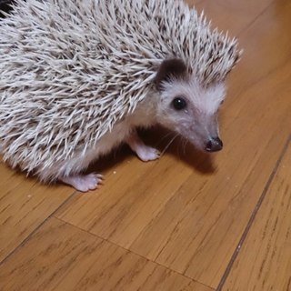 ありがとうございました