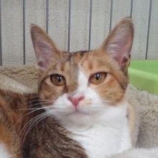 ツンデレお嬢さん