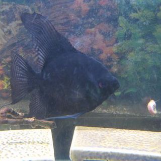 エンゼルフィッシュ1匹・コリドラスパンダ5匹