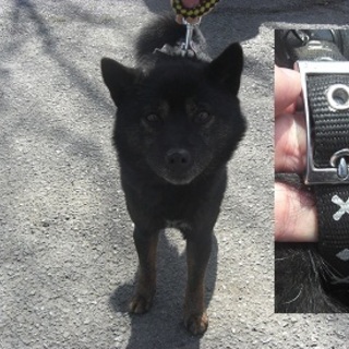 期限切迫！！保健所オススメとてもいい子です。