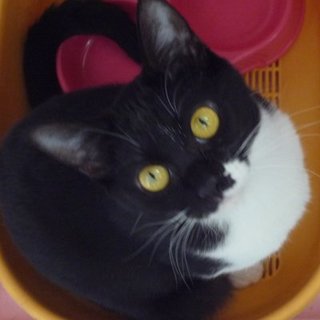 黒白女の子生後１０ヶ月