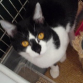 黒白男の子生後１０ヶ月