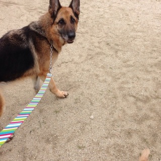 警察犬の訓練もうけた血統のいいシェパードです。