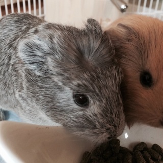 2ヶ月のメス モルモット2匹