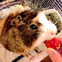 春はいちごの季節♪