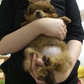 ポメプーのミックス犬♀／2015.01.01生まれ