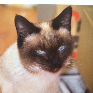 ブルーアイ  シャム風シールポイントのハンサム君