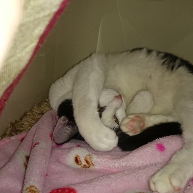 いつきちのカバー写真