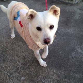 里親様決まりました。