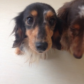 里親探してます！