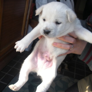 人が大好きな真っ白毛ワンちゃん