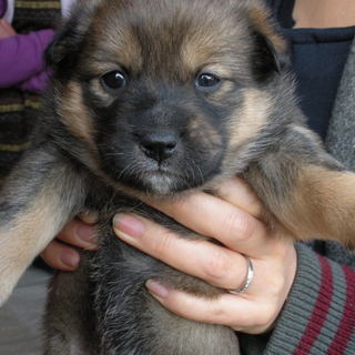 クロ茶色のクマさんみたいなワンちゃん