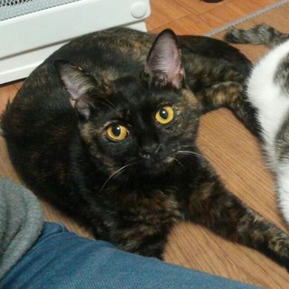 賢いサビ猫の11カ月の女の子