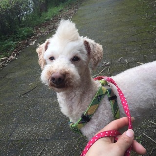 飼育放棄のプードル男の子 