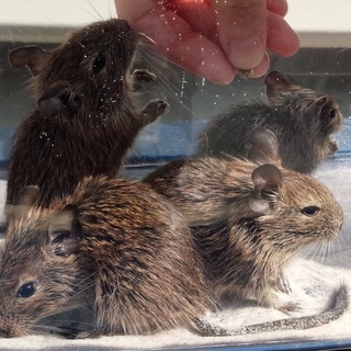 生後1か月半のデグー赤ちゃん3匹