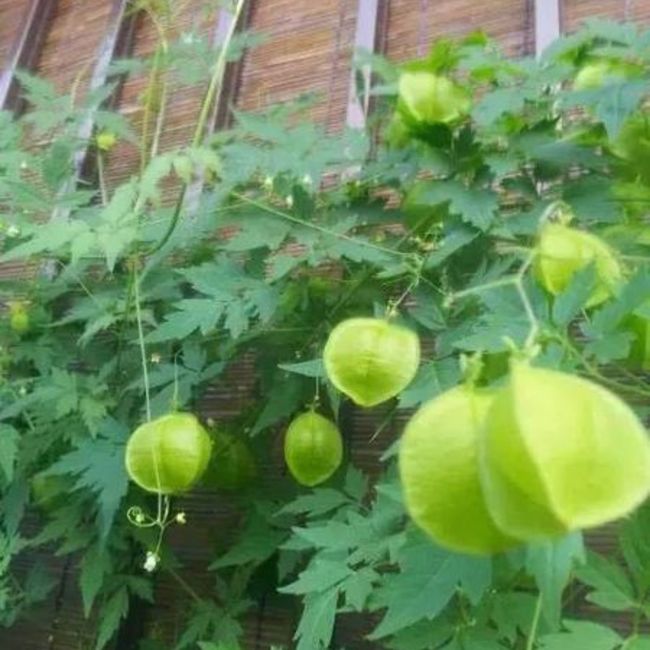 フナきちのカバー写真