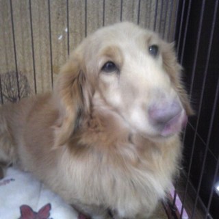 家庭の事情のため里親募集しております。