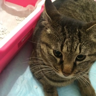 名古屋　人懐っこいキジトラ　やよいの里親様募集