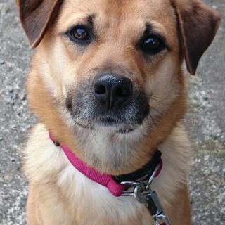 もうすぐ４歳　雄　ミックス犬　里親募集中（サニー）