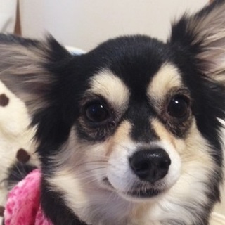 ララ（チワワ・メス）４才　賢い子、お留守番も楽勝