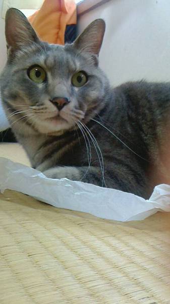 可愛い甘えん坊 サムネイル2