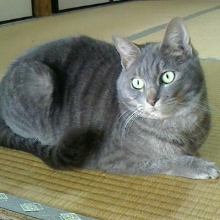 自由きままなTHEにゃんこ