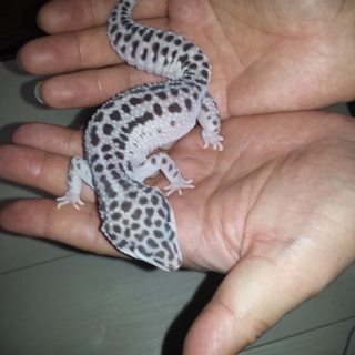 レオパ / スーパーマックスノー