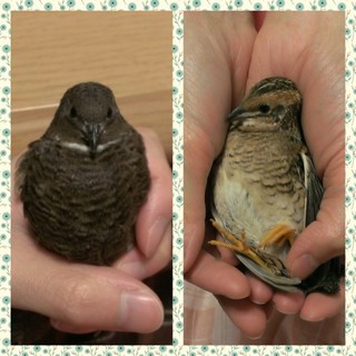 生後３ヶ月の姫うずら２羽(他４羽居ます)