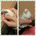 生後３ヶ月の姫うずら２羽